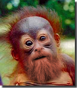 baby brangutan